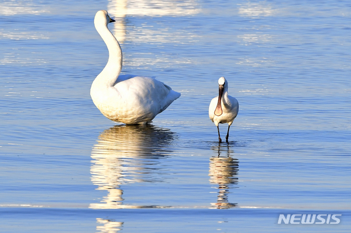 [남해=뉴시스] 차용현 기자 = 지난 15일 오전 경남 남해군 남해읍 인근 바닷가에서 천연기념물인 노랑부리저어새와 큰고니가 겨울을 나고 있다. 2021.12.15. con@newsis.com
