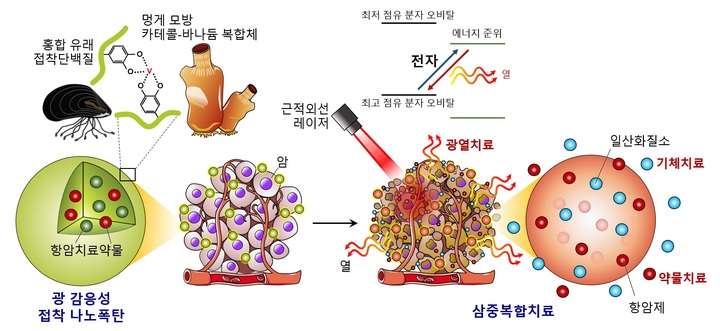 [포항=뉴시스] 강진구 기자 = 포스텍(총장 김무환)은 화학공학과 차형준 교수·정연수 박사 연구팀이 경북대학교 융합학부 의생명융합공학과 조윤기 교수팀과의 공동연구를 통해 홍합과 멍게의 특성을 모사해 암세포만 집중적으로 공격하는 ‘나노 항암제 폭탄’을 개발했다고 16일 밝혔다.사진은 관련 모식도.(사진=포스텍 제공) 2021.12.16.photo@newsis.com *재판매 및 DB 금지