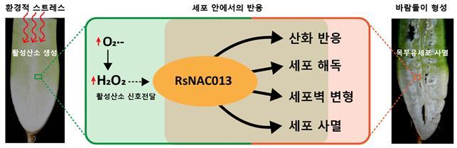 [서울=뉴시스] 무 바람들이는 뿌리 생장 과정에서 여러 환경적 스트레스에 의해 만들어진 활성산소 신호가 세포 내 산화, 해독, 세포벽 변형, 사멸 과정 등을 일으키는 유전자들의 발현을 유도해서 궁극적으로 목부 유세포가 사멸해 일어나는 현상이다. 활성산소의 신호에 반응해 유전자 발현을 유도하는 과정에서 RsNAC013이라는 전사조절인자가 중요한 역할을 한다(자료=서울대 제공) *재판매 및 DB 금지