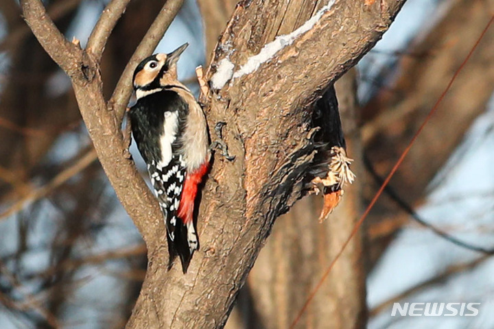 [서울=뉴시스] 권창회 기자 = 서울을 비롯한 수도권 지역의 아침 날씨가 영하권 추위를 보이는 가운데 19일 오전 서울 시내 한 공원에서 오색딱따구리가 힘차게 나무를 쪼고 있다. 2021.12.19. kch0523@newsis.com