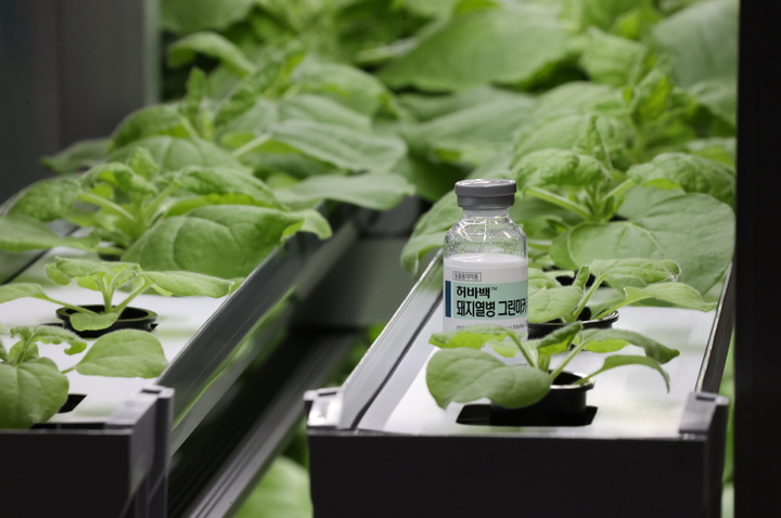 [포항=뉴시스] 강진구 기자 = 경북 포항시는 ㈜바이오앱이 세계 최초로 식물에서 생산한 ‘돼지열병 그린마커백신(제품명: 허바백TM 돼지열병 그린마커주)’을 국내 시장에 처음으로 출시했다고 20일 밝혔다.(사진=포항시 제공) 2021.12.20.photo@newsis.com *재판매 및 DB 금지