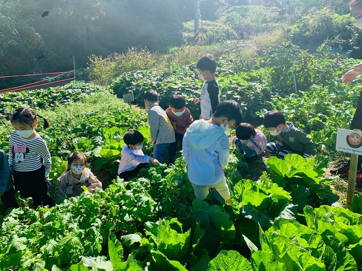 [서울=뉴시스] 서울시는 22일 15시30분부터 공유어린이집을 이용한 부모, 운영에 참여한 원장·교사들이 그동안 경험한 내용에 대해 이야기를 나누는 온·오프라인 성과공유회를 개최한다고 21일 밝혔다. 사진은 서울 양천구 이음공동체의 텃밭 가꾸리 활동 모습. (사진=서울시 제공) 2021.12.21. photo@newsis.com *재판매 및 DB 금지