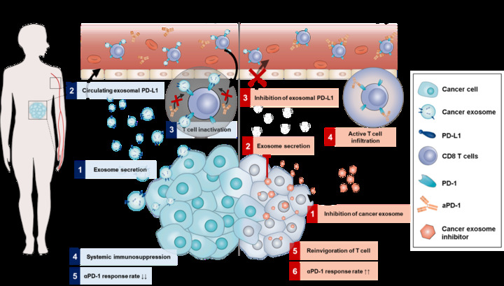 [서울=뉴시스] 암세포 유래 엑소좀 억제제 SFX와 aPD-1 항체의 치료기작 개념도(자료=성균관대 제공) *재판매 및 DB 금지