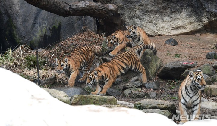 [용인=뉴시스] 권창회 기자 = 에버랜드가 2022년 임인년(壬寅年) 호랑이해를 앞두고 눈덮힌 타이거밸리에서 생활하는 아기 호랑이들 오둥이 아름(♀)·다운(♂)·우리(♀)·나라(♂)·강산(♀)의 모습을 공개했다. 경기 용인시 에버랜드 타이거밸리에서 엄마 호랑이 건곤이와 아기호랑이들이 산책을 하고 있다.(공동취재사진) 2021.12.31. photo@newsis.com