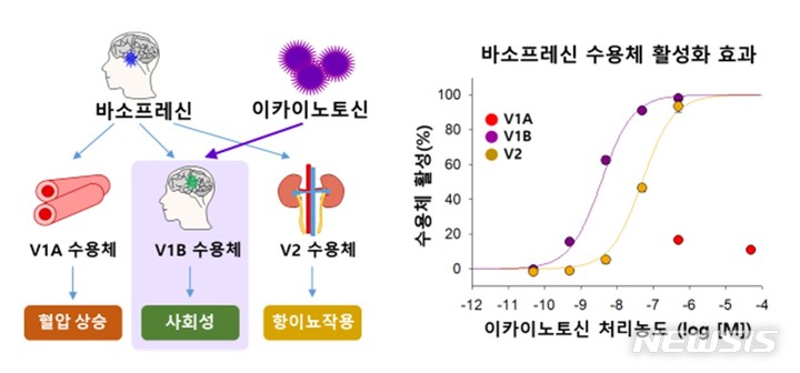 [서울=뉴시스] 이카이노토신의 바소프레신 V1B 수용체 활성 촉진 효과. (제공 = 국립해양생물자원관)