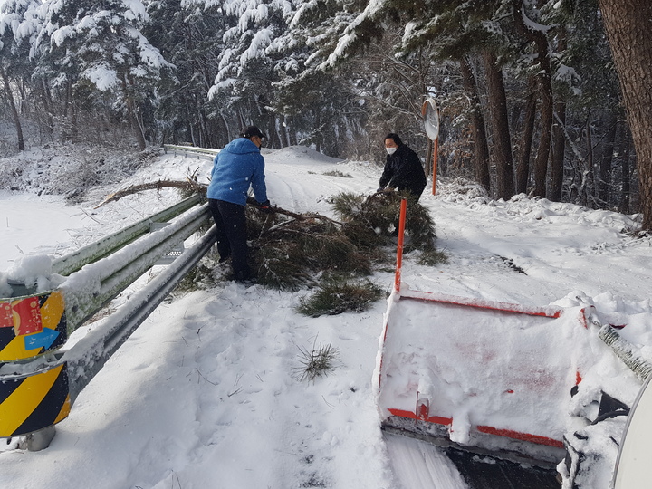 [강릉=뉴시스] 김경목 기자 = 25일 오전 강원도 강릉시청 공무원들이 강릉시 숲길 도로에서 눈 무게를 이기지 못하고 부러진 소나무를 치우고 있다. (사진=강릉시청 제공) 2021.12.25. photo@newsis.com *재판매 및 DB 금지