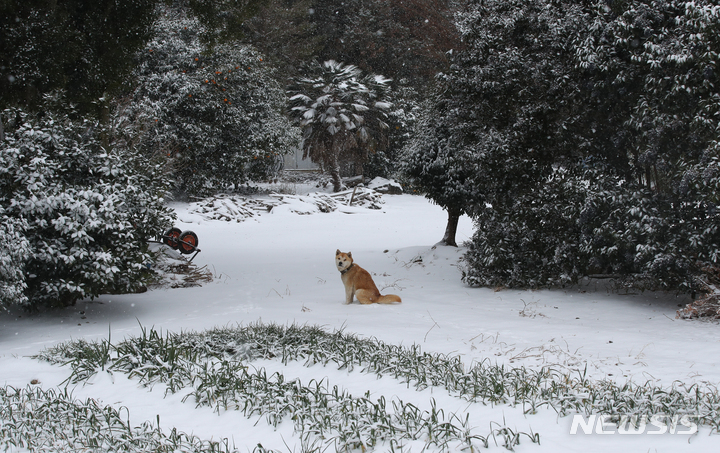 [제주=뉴시스] 우장호 기자 = 26일 오전 제주시 오라동 인근 거리에 개 한마리가 앉아 있다. 2021.12.26. woo1223@newsis.com