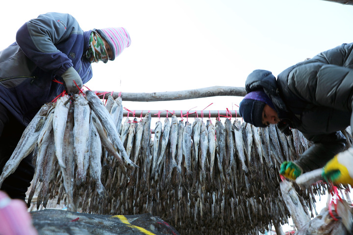 [인제=뉴시스] 김경목 기자 = 올 겨울 가장 추운 날씨를 보인 26일 오전 일꾼들이 강원도 인제군 북면 용대리 황태덕장에서 꽁꽁 언 명태(동태)를 덕에 걸고 있다. 동태가 수개월간 겨울 추위에 얼었다 녹았다를 반복하게 되면 비로소 최상의 맛을 내는 황태가 된다. (사진=인제군청 제공) 2021.12.26. photo@newsis.com *재판매 및 DB 금지