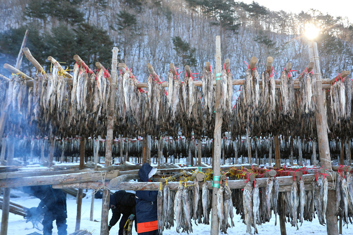 [인제=뉴시스] 김경목 기자 = 올 겨울 가장 추운 날씨를 보인 26일 오전 일꾼들이 강원도 인제군 북면 용대리 황태덕장에서 꽁꽁 언 명태(동태)를 덕에 걸고 있다. 동태가 수개월간 겨울 추위에 얼었다 녹았다를 반복하게 되면 비로소 최상의 맛을 내는 황태가 된다. (사진=인제군청 제공) 2021.12.26. photo@newsis.com *재판매 및 DB 금지