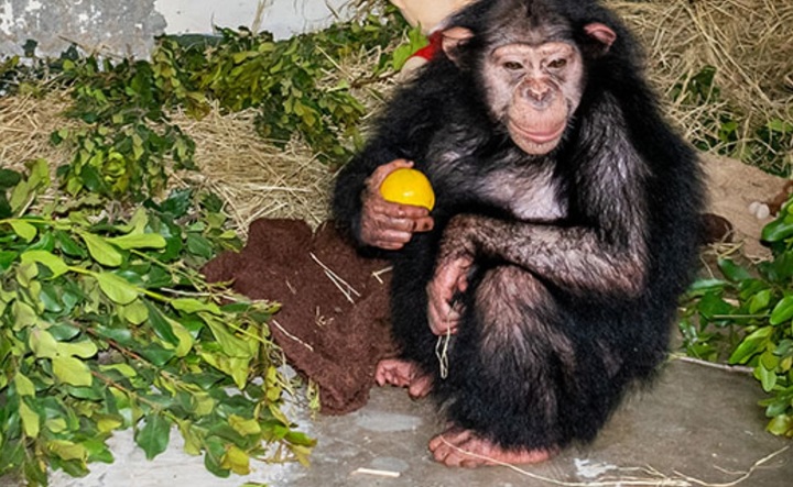 [서울=뉴시스] 최근 이란 테헤란 에람 공원에서 태어나 아프리카 케냐 올 페제타 보호소로 옮겨진 암컷 침팬지 '바란(4)'이 다른 침팬지들에게 맞아 숨지는 사고가 발생했다. (출처 : 올페제타 보호소 홈페이지 갈무리) 2021.12.27. *재판매 및 DB 금지