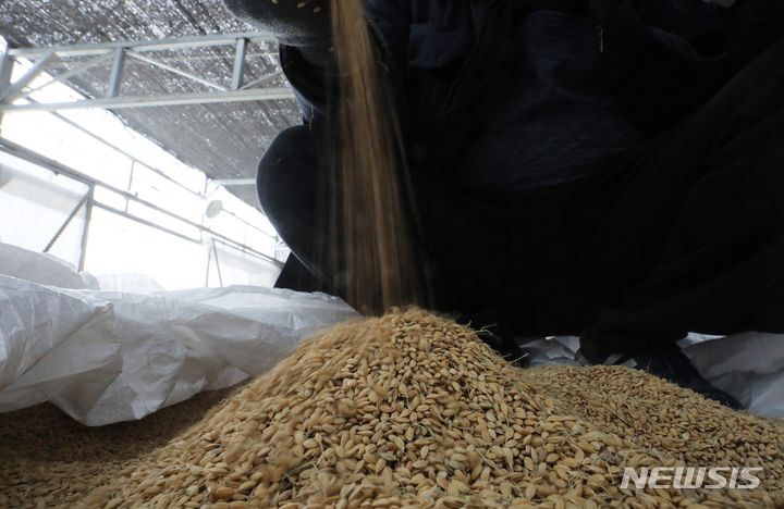 [화성=뉴시스] 김종택기자 = 경기도 화성시 비봉농협 수라청미곡종합처리장에서 관계자가 수매한 벼를 살펴보고 있다. 2021.12.28. jtk@newsis.com