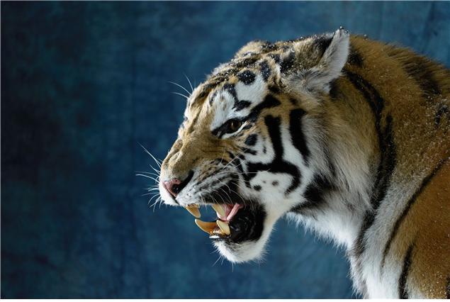 [서울=뉴시스] 서울대공원은 2022년 임인년을 앞두고 31일 시베리아호랑이 '강산'의 박제를 공개한다고 밝혔다. 강산 호랑이 표본은 서울대공원 돌고래이야기관 2층에 새롭게 마련된 '동물원 속 책마루'에서 만나볼 수 있다. 또 강산 호랑이 박제 과정에 대한 자세한 내용은 유튜브 서울대공원TV채널을 통해서도 볼 수 있다. (사진=서울시 제공) 2021.12.31. photo@newsis.com&nbsp; *재판매 및 DB 금지