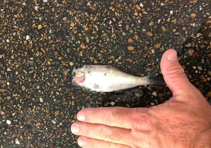 [서울=뉴시스] 지난 29일 미국 텍사스주 텍사캐나에서 비, 우박 등과 함께 수십 마리의 물고기가 하늘에서 떨어졌다. (출처 : 페이스북) 2021.12.31. *재판매 및 DB 금지