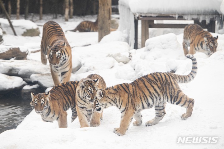 [용인=뉴시스]에버랜드 한국호랑이 오둥이