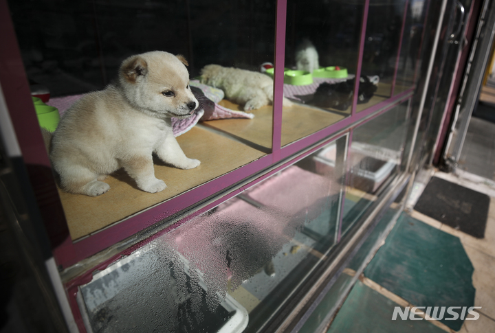 소비자원 "반려동물 매매 계약 시 건강상태 등 주요 정보 제공 미흡"