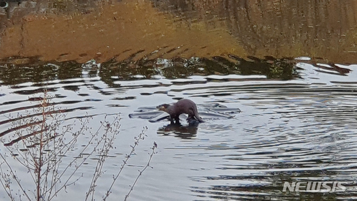 [곡성=뉴시스] 김혜인 기자 = 지난 12월 전남 곡성군 한 골프장에서 수달 한 마리가 물 웅덩이를 지나가고 있다. (사진=독자제공) 2022.01.05.photo@newsis.com