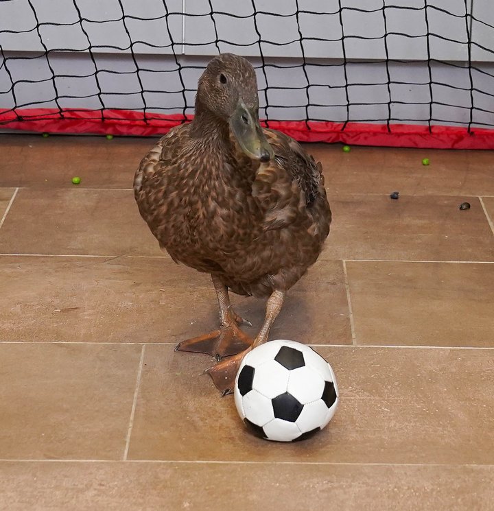 [서울=뉴시스] 최근 영국 잉글랜드에서 재주 많은 오리로 기네스북 공식 등재에 도전 중인 갈색 집오리 에코가 축구공을 몰고 있다. (출처 : 트위터 갈무리) 2022.01.06. *재판매 및 DB 금지