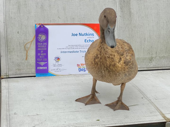 [서울=뉴시스] 최근 영국 잉글랜드에 사는 오리 에코가 1분 이내에 11가지 묘기를 선보이며 재주 많은 오리로 기네스북 공식 등재에 도전 중이다. 지난해 6월에 받은 묘기 자격증과 에코의 모습이다. (출처 : 트위터 갈무리) 2022.01.06. *재판매 및 DB 금지