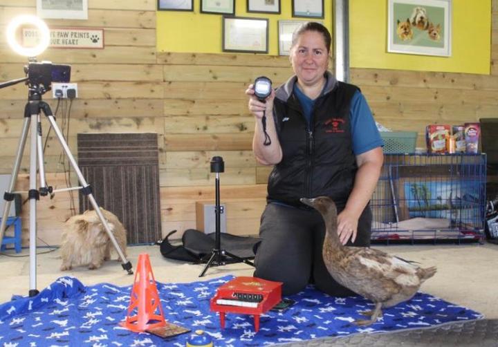 [서울=뉴시스] 최근 영국 잉글랜드에 사는 오리 에코가 1분 이내에 11가지 묘기를 선보이며 재주 많은 오리로 기네스북 공식 등재에 도전 중이다. (출처 : 트위터 갈무리) 2022.01.06. *재판매 및 DB 금지
