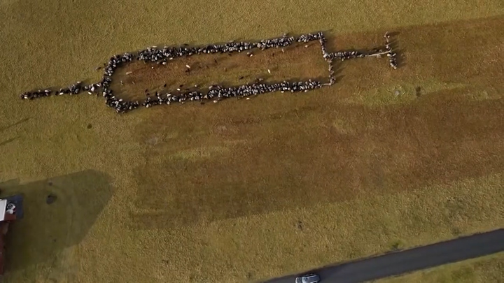[AP=뉴시스]독일 함부르크 남쪽 도시 슈네베르딘겐에서 700여 마리의 양과 염소들을 90여 m 길이의 주사기 모양으로 줄 세우는 퍼포먼스가 벌어졌다. *재판매 및 DB 금지