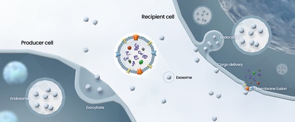 약물전달분야 차세대 치료제로 개발 중인 엑소좀 (사진=일리아스바이오로직스 제공) *재판매 및 DB 금지