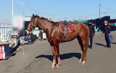 [부산=뉴시스] 8일 오후 부산 강서구의 한 경마장에서 탈출한 말이 도로를 질주하다가 차량들과 충돌한 뒤 포획됐다. (사진=부산소방재난본부 제공) *재판매 및 DB 금지