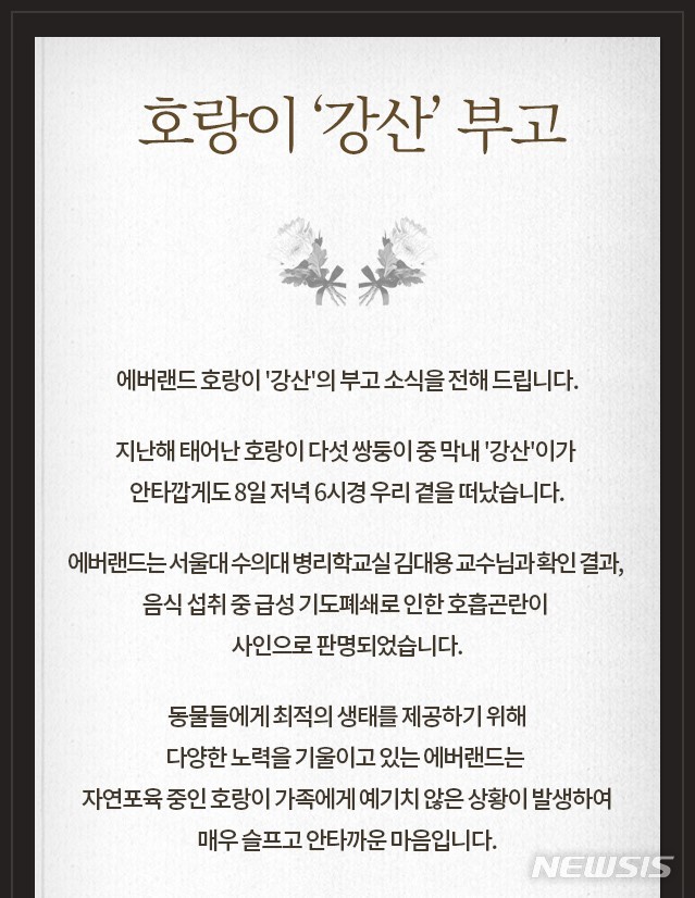 [용인=뉴시스]에버랜드가 9일 홈페이지를 통해 한국호랑이 강산이의 부고를 올렸다. 사진은 홈페이지 갈무리