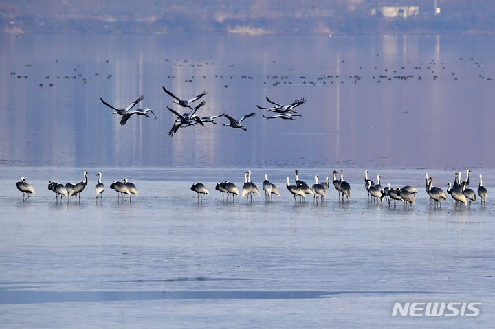 [창원=뉴시스] 차용현 기자 = 지난 9일 오전 천연기념물 제203호 재두루미 한 무리가 경남 창원시 주남저수지에서 휴식을 취하고 있다. 2022.01.09. con@newsis.com