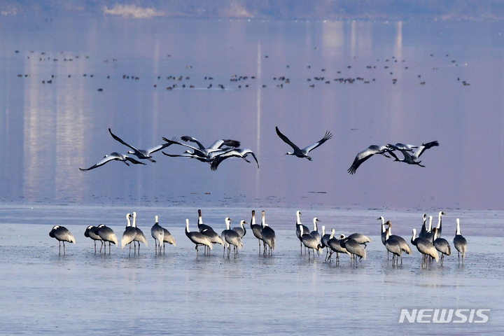 [창원=뉴시스] 차용현 기자 = 지난 9일 오전 천연기념물 제203호 재두루미 한 무리가 경남 창원시 주남저수지에서 휴식을 취하고 있다. 2022.01.09. con@newsis.com