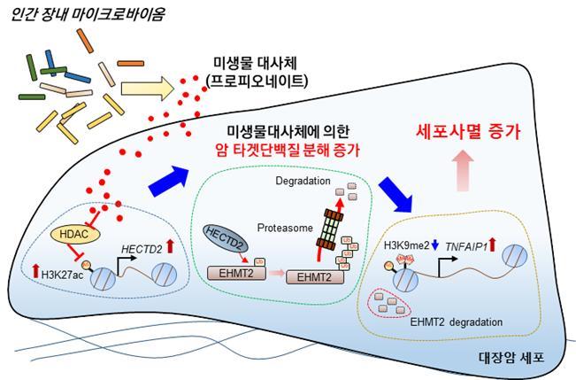 [대전=뉴시스] 장내미생물 대사체인 프로피오네이트(Propionate)에 의한 대장암 세포주의 세포사멸 유도 과정 모식도. *재판매 및 DB 금지