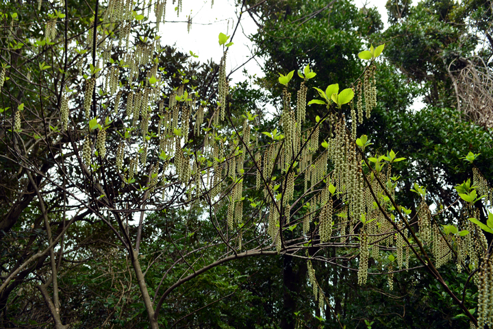 [무안=뉴시스] 국내 미기록종으로 최근 학회지에 등록된 '완도술꽃나무'. (사진=전남도 제공) photo@newsis.com *재판매 및 DB 금지