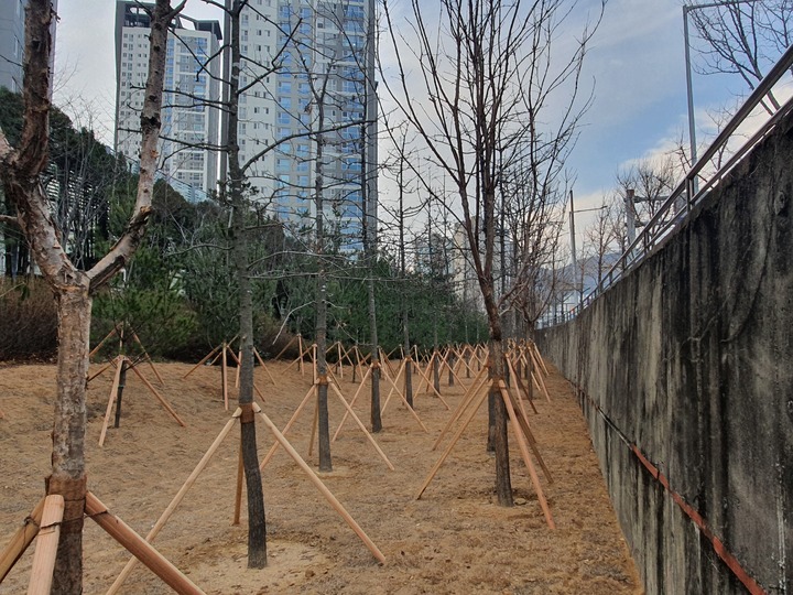 [부산=뉴시스] 부산 남구 황령대로 일대 미세먼지 차단숲 (사진=부산남구청 제공) *재판매 및 DB 금지