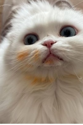 [서울=뉴시스] 박신혜 반려묘 2021.01.12.(사진=박신혜 인스타그램) photo@newsis.com *재판매 및 DB 금지