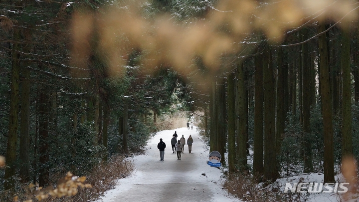 [제주=뉴시스] 삼나무 숲길로 유명한 제주 사려니숲길을 찾은 관광객이 산책하고 있다. (사진=뉴시스DB) photo@newsis.com