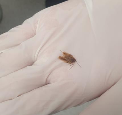 [서울=뉴시스] 최근 뉴질랜드 오클랜드에서 수영장에 다녀온 한 남성이 귀에서 이물감을 느끼다 3일 만에 바퀴벌레를 귀에서 발견하고 제거했다. 제거 당시 바퀴벌레는 남성의 귓속에서 죽어있는 채였다. (출처 : 트위터 갈무리) 2022.01.14. *재판매 및 DB 금지