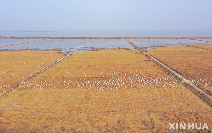 [난창=신화/뉴시스]지난 11일 중국 장시(江西)성 동부 위간(余干)현의 논에서 철새들이 먹이를 찾고 있다. 식량 안보를 강화하려는 중국이 유전자 편집 식물 승인을 위한 시험 규칙을 발표, 농작물 수확을 더 빨리 늘릴 수 있는 길을 열었다고 CNN이 26일 보도했다. 2022.1.26