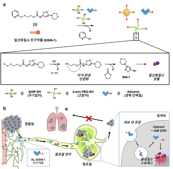 [포항=뉴시스] 강진구 기자 = 포스텍(총장 김무환)은 화학과 김원종 교수 연구팀이 생체 단백질인 알부민과 결합해 림프절 내 암세포를 제거하는 자가-희생 일산화질소 전구약물(self-immolative nitric oxide prodrug)을 개발했다고 17일 밝혔다.사진은 연구 관련 그림.(사진=포스텍 제공) 2022.01.17.photo@newsis.com *재판매 및 DB 금지