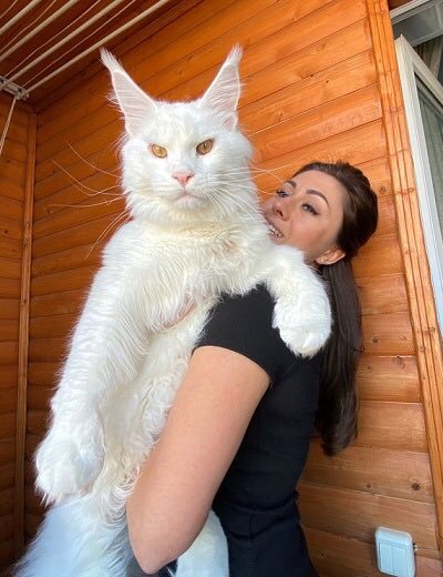 [서울=뉴시스] 러시아 오스콜에 사는 율리아 메니나와 거대 고양이 케피르의 모습이다. (출처 : 트위터 갈무리) 2022.01.19. *재판매 및 DB 금지