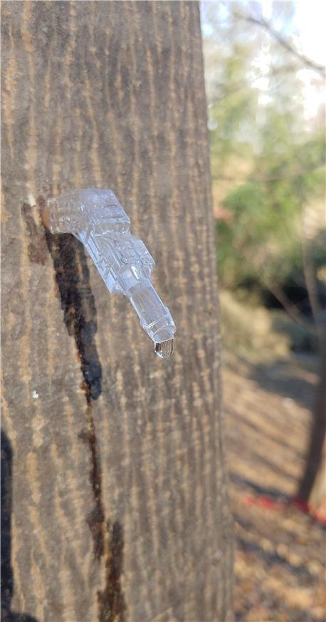 [진주=뉴시스] 고로쇠 수액 채취.(사진=뉴시스 DB).photo@newsis.com *재판매 및 DB 금지