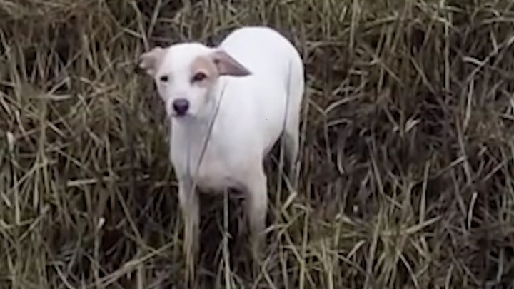 길 잃은 반려견 구조작전 ‘소시지 드론’이 해냈다(영상)