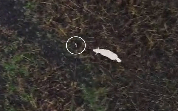 길 잃은 반려견 구조작전 ‘소시지 드론’이 해냈다(영상)