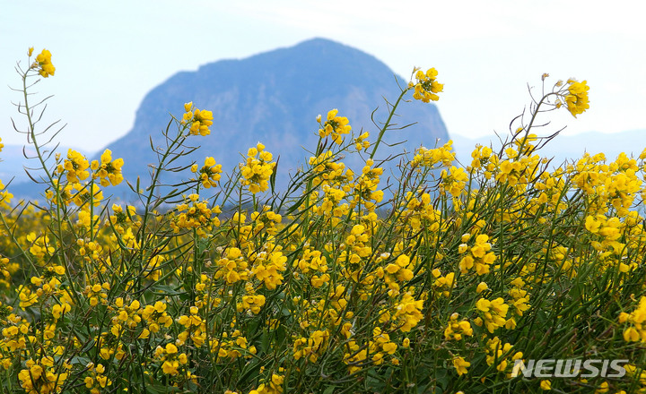 [서귀포=뉴시스] 우장호 기자 = 지난달 21일 오전 제주 서귀포시 대정읍 산방산 인근 농지에 샛노란 유채꽃이 피어 시나브로 다가오는 봄기운을 느끼게 해준다. 2022.01.21. woo1223@newsis.com