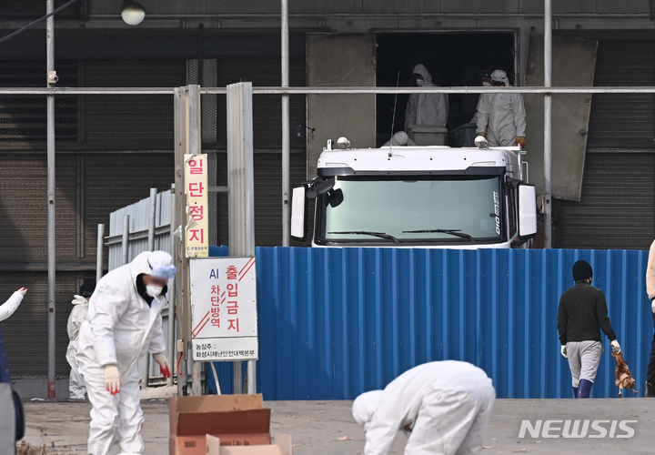 [화성=뉴시스] 김종택기자 = 경기도 화성시 한 산란계 농장에서 고병원성 조류인플루엔자(AI) 의심 사례가 발생해 관계자들이 예방적 살처분을 하고 있다. 2022.01.23. jtk@newsis.com