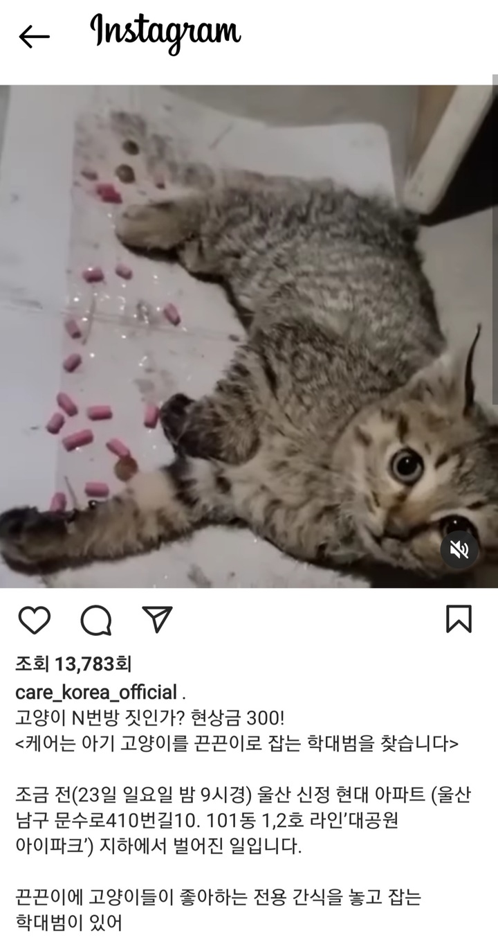 [울산=뉴시스] 구미현 기자 = 23일 오후 9시께 울산시 남구 신정2동의 한 아파트 지하에서 아기 고양이가 누군가가 설치한 끈끈이에 걸려 움직이지도 못한 채 있다. 동물보호단체 케어는 고양이 학대범을 찾는다며 현상금을 내건 상태다. 2022.01.24. (사진=동물보호단체 케어 인스타그램 갈무리) photo@newsis.com *재판매 및 DB 금지