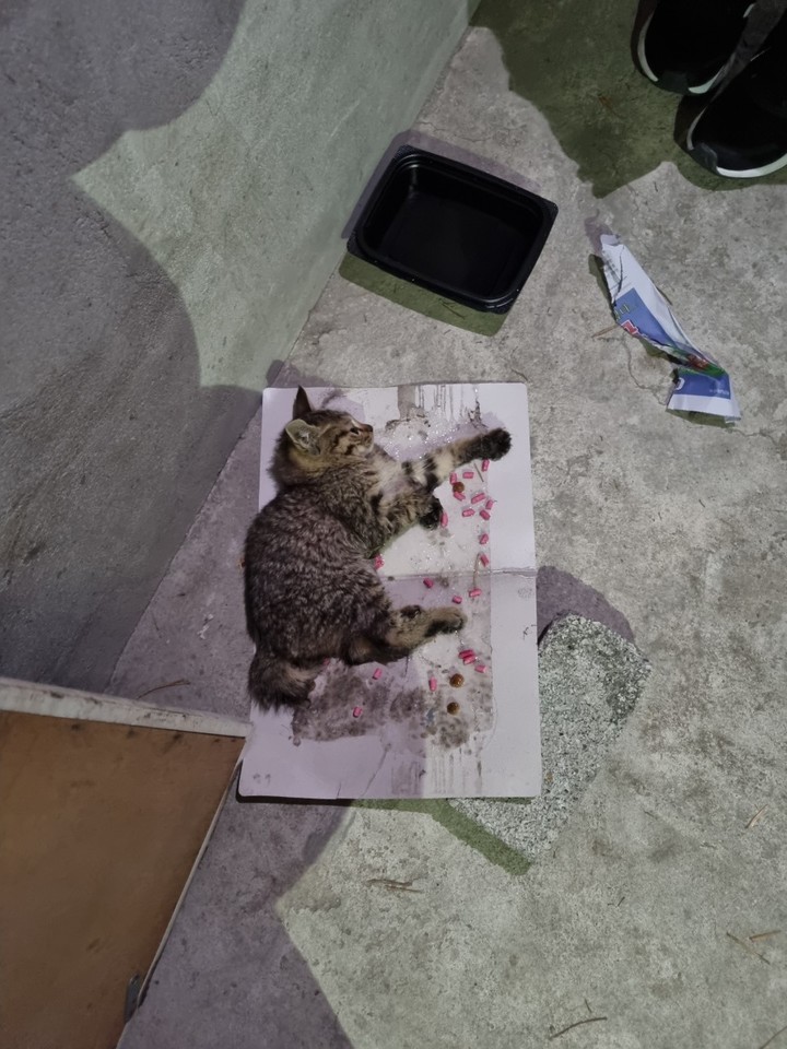 [울산=뉴시스] 구미현 기자 = 23일 오후 9시께 울산시 남구 신정2동의 한 아파트 지하에서 아기 고양이가 누군가가 설치한 끈끈이에 걸려 움직이지도 못한 채 있다. 동물보호단체 케어는 고양이 학대범을 찾는다며 현상금을 내건 상태다. 2022.01.24. (사진=제보자 제공) photo@newsis.com *재판매 및 DB 금지