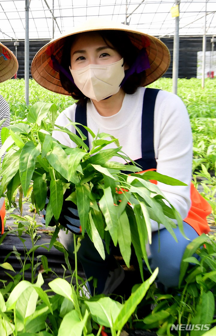 [사천=뉴시스] 차용현 기자 = 더불어민주당 이재명 대선후보 부인 김혜경씨가 26일 오후 경남 사천시 사남면 인근 한 아열대 채소농장을 찾아 자신이 직접 수확한 채소를 들고 기념촬영을 하고 있다. 2022.01.26. con@newsis.com
