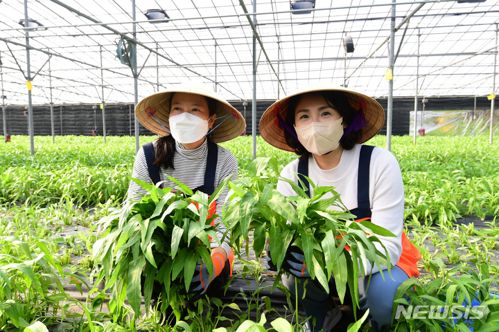 [사천=뉴시스] 차용현 기자 = 더불어민주당 이재명 대선후보 부인 김혜경씨가 26일 오후 경남 사천시 사남면 인근 한 아열대 채소농장을 찾아 농장 관계자들과 함께 채소 수확 작업을 펼치고 있다. 2022.01.26. con@newsis.com
