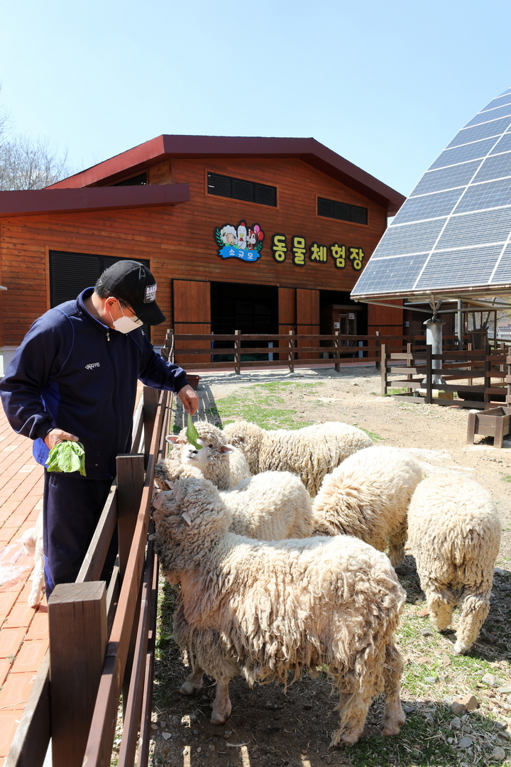 [무주=뉴시스] 한훈 기자 =전북 무주군은 지난해 4월 개장한 동물체험장에서 면양 먹이 주기 체험 등을 그해 11월까지 운영한 결과, 총 1만6826명이 찾은 것으로 집계됐다고 28일 밝혔다.(사진=무주군 제공).2022.01.28. photo@newsis.com *재판매 및 DB 금지