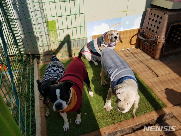[나주=뉴시스] = 동물보호소에 보호되고 있는 유기견들. (사진=뉴시스DB). photo@newsis.com