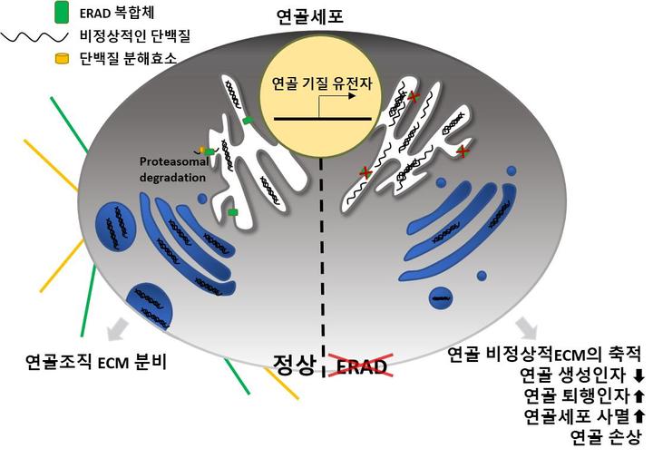 [울산=뉴시스] 구미현 기자 = 세포 소포체 내 ERAD 시스템이 고장난 연골세포(우측)과 정상 연골세포(좌측) *재판매 및 DB 금지